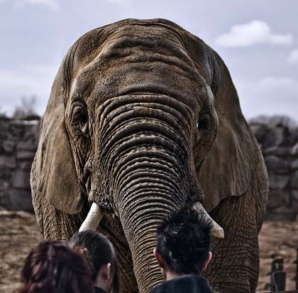 Botswana Game Parks Chobe National Park Elephant